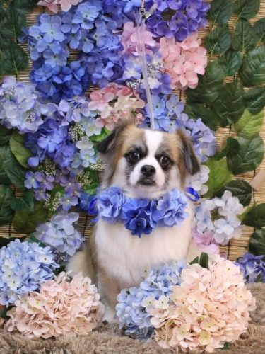 20250625マフィンちゃん